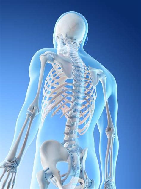 Abstract Male Upper Body Bones Computer Illustration — Biological