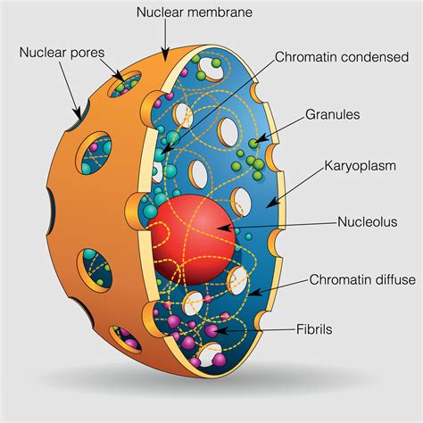 Human Cell Model Labeled