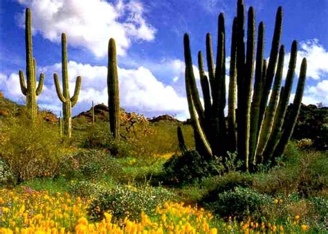 Sanoran Desert Sonoran Desert Arizona Plants Space Pictures