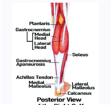 Leg Muscle Diagram Posterior Calf Anatomy Muscles Of The Lower Leg My