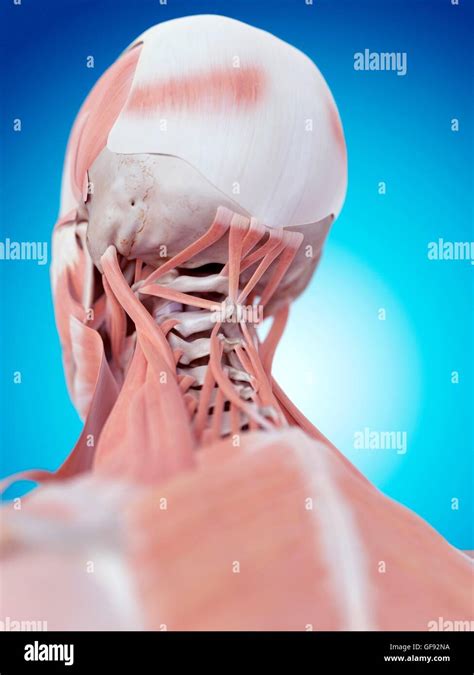 Human Neck Muscles Illustration Stock Photo Alamy