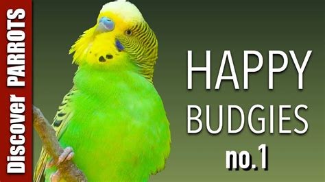 Happy Budgies 1 Budgerigar Sounds To Play For Your Parakeets