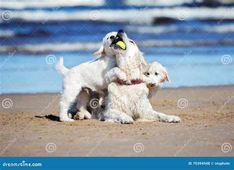 Golden Retriever Dog Playing With Puppies On A Beach Stock Photo