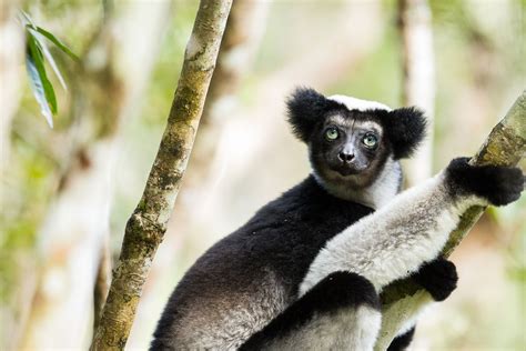 Indri Lemur Africa Unusual Animals Madagascar Animals
