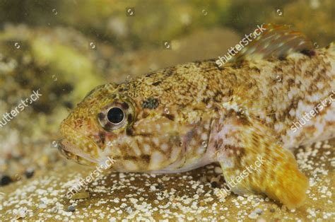 Rock Goby Gobius Paganellus Adult Italy Editorial Stock Photo Stock
