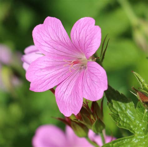Geranium Perennial Wargrave Pink Easy To Grow Bulbs