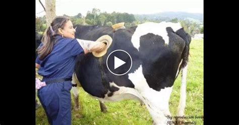 In Switzerland Cows Fitted With Portholes In Stomach To Test Digestion