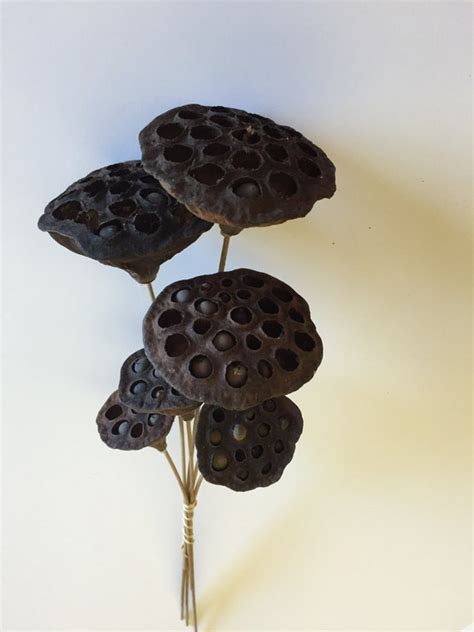 Lotus Pods Dried Flowers Wedding Flowers 18 To