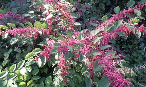Pink flowering bushes in georgia. red flowering bush | Walter Reeves: The Georgia Gardener