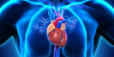 Kidney And Cardiovascular Disease Effects Health Info Med