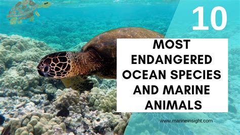 Top 175 Endangered Sea Animals Facts