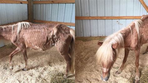 Nashville Animal Control Seeks Owner Information On Emaciated Pony