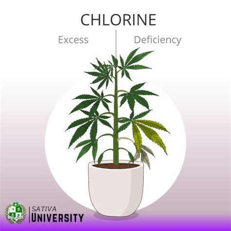 Chlorine Toxicity In Plants Visual Guide