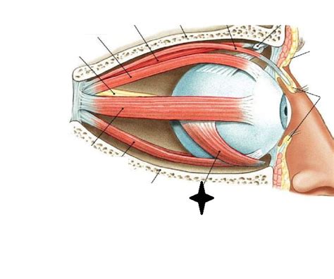 Extrinsic Eye Muscles And Accessories Flashcards Memorang