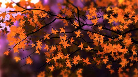 Light Orange Autumn Leaves Tree Branches In Blur Purple Background Hd