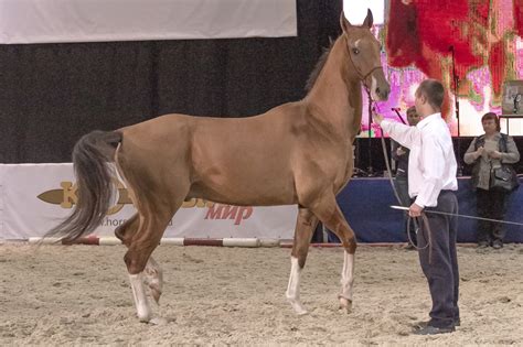 Right Nside Of Unknown Akhal Teke At Show Left Side Looks The Same
