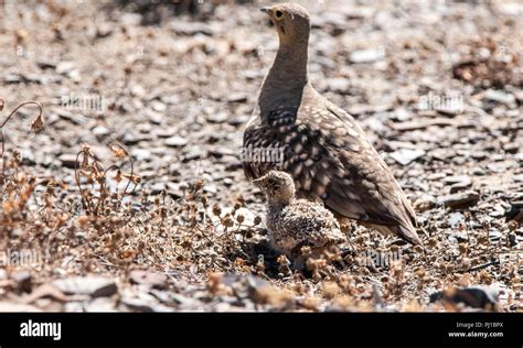 Namaqua Sand Grouse Hi Res Stock Photography And Images Alamy