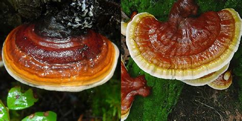 Reishi Mushroom Look Alikes Identifying Natures Doppelgängers