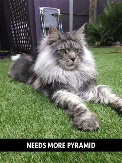 12 Best Brown Maine Coon Images On Pinterest Kitty Cats