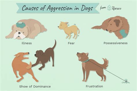 Reasons Why Dogs Get Aggressive And How To Stop It Dog Behavior