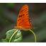 Fritillary  Butterfly Britannica