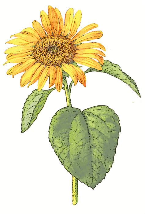 For me, the options of google image. Free sunflower clipart public domain flower clip art ...