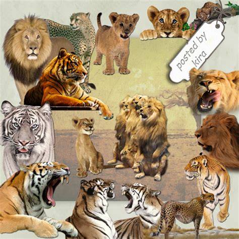 Клипарт Тигры львы и другие кошачьи на прозрачном фоне Кира