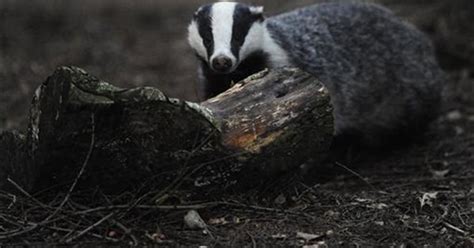 Scientists Attack Planned British Badger Cull