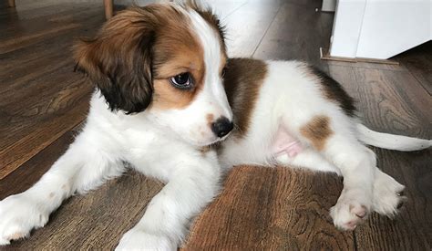 Find a nederlandse kooikerhondje puppy from reputable breeders near you and nationwide. Nederlandse Kooikerhondje | Puppy Area