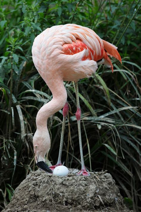 Nine Flamingo Chicks Hatch at Dublin Zoo