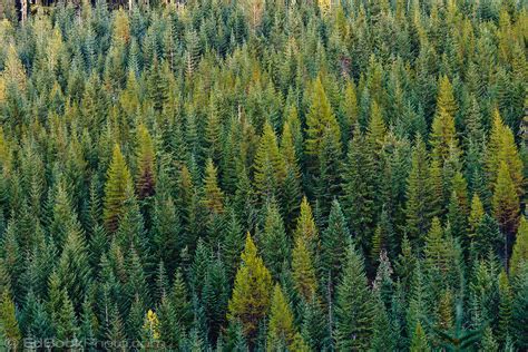 Tamarack Trees Stand Out In A Coniferous Forest Edbookphoto