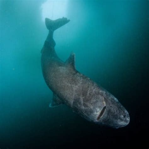 Scientists Discover Y O Shark Which Makes It The Oldest Living Vertebrate On The Planet
