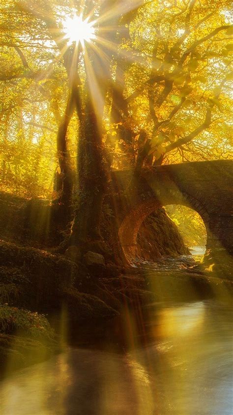 Sun Rays Through Autumn Forest 4k Hd Nature Wallpapers Hd Wallpapers