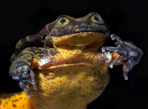 Science News In Brief How The ‘worlds Loneliest Frog Finally Found A