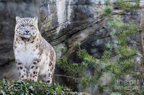 Adult Snow Leopard Standing On Rocky Ledge Photograph By Jane Rix