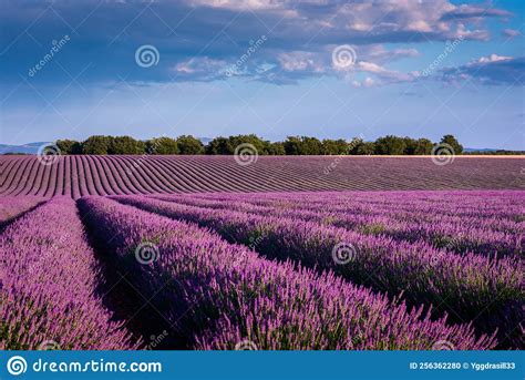 Typical Landscape Of Lavender Fields On Valensole Plateau Stock Photo