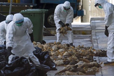 Current Bird Flu In China Could Become Pandemic Threat To Humans
