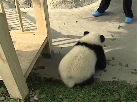 Cute Babies Pandas Playing On The Slide Youtube