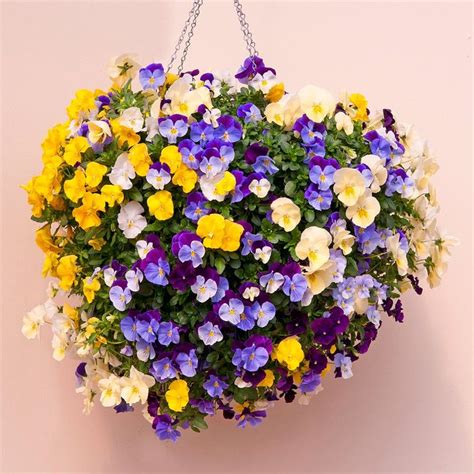 Pansy Trailing Cool Wave Pansies Hanging Baskets Plants