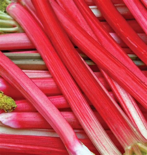 Growing Rhubarb In Perth Guildford Garden Centre
