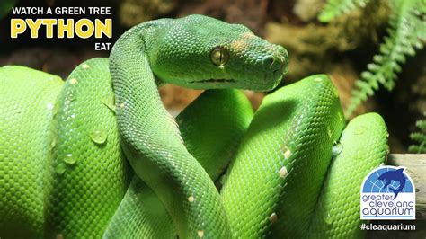 Feed A Green Tree Python With Greater Cleveland Aquarium