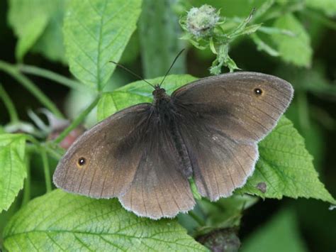 Meadow Brown Maleupperwing Butterfly Conservation Brown