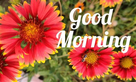 Download Good Morning Garden View Picture