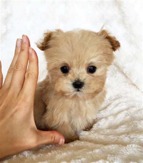 Teacup Maltipoo Puppy Male Apricot Iheartteacups