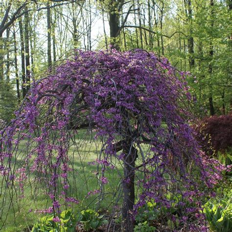 Cercis Canadensis Lavender Twist® Covey Pp10328 Copf From Nvk
