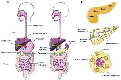 Pancreas Anatomy A Location And Anatomical Relationships Between The Download Scientific