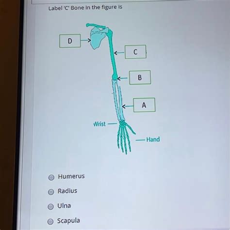 Learn everything about the anatomy of radius and ulna with our articles, video tutorials, labeled diagrams, and quizzes. Labelled Radius Bone / 9 Schematic Drawing Of Both The ...