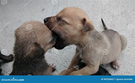 Puppy Kiss Stock Photo Image Of Kiss Pets Pair Puppies 96530402