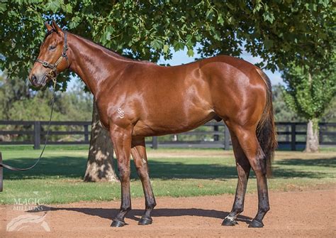 Sep 29, 2009 · 626 votes, 483 comments. Jailbreak Thoroughbred Horse Profile - Next Race, Form ...