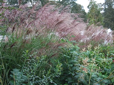 photo 10532 miscanthus sinensis kaskade plant lust